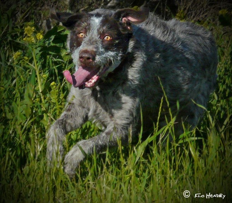 Bounding Enthusiasm - Saydee