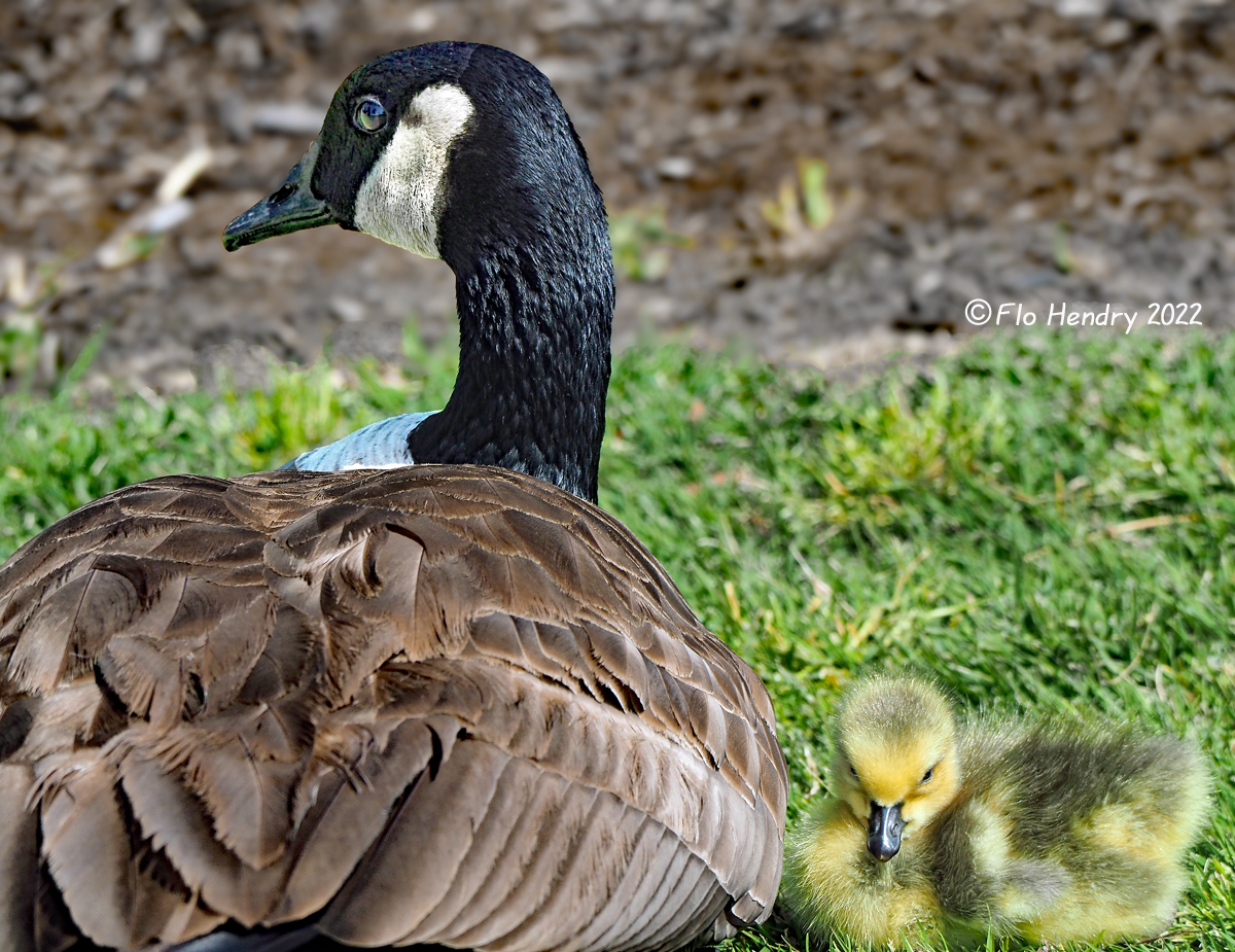 Canada Goose mom and baby