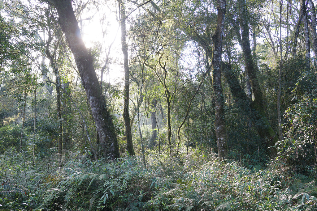 old-growth habitat