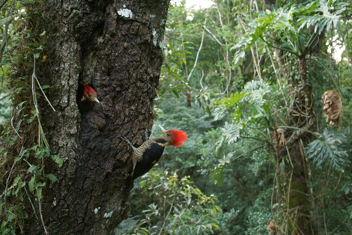 shared roost