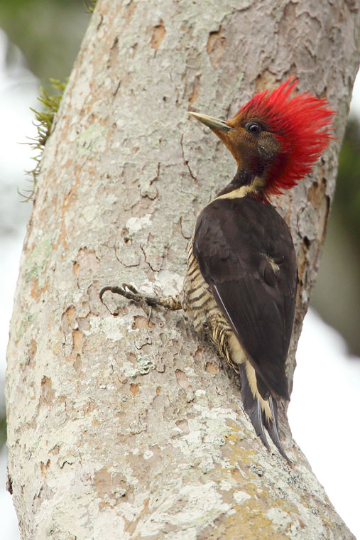female