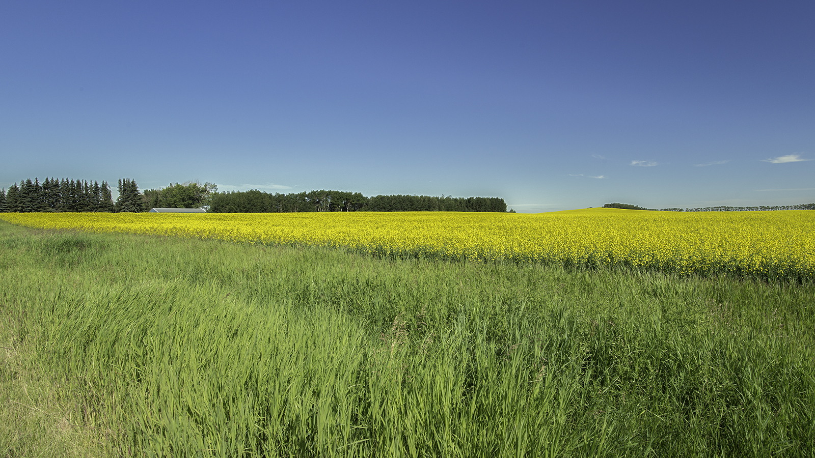 Canola On The Rise 