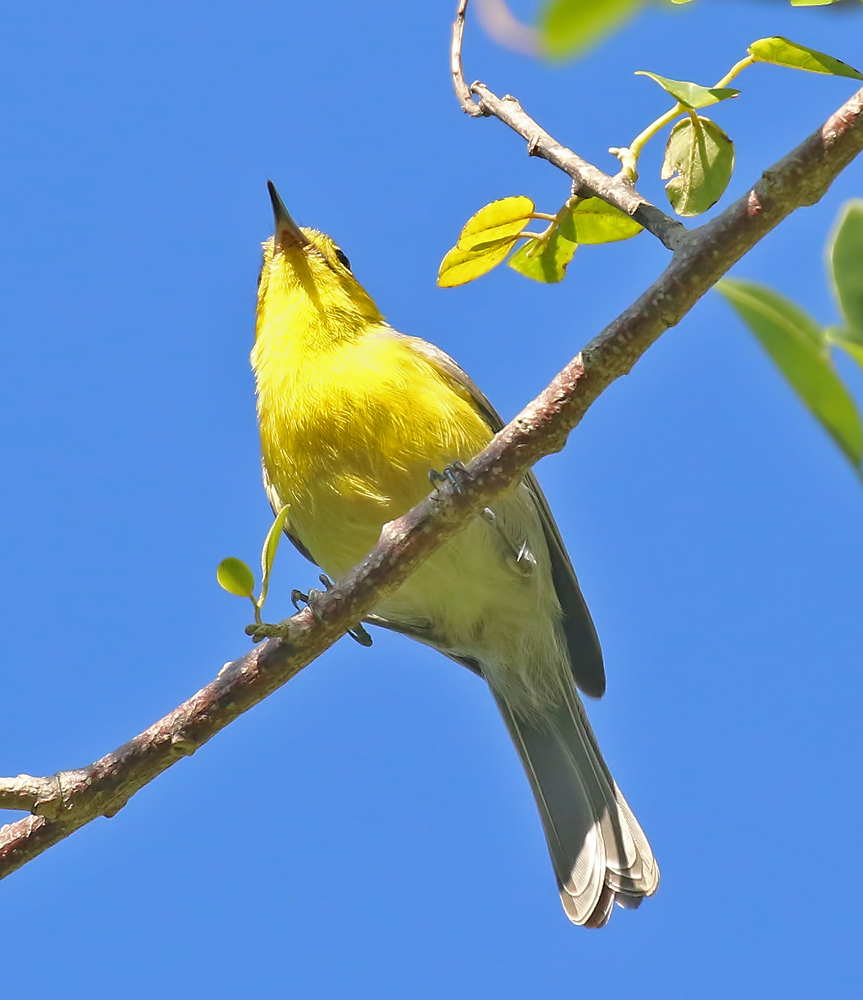 Oriente Warbler