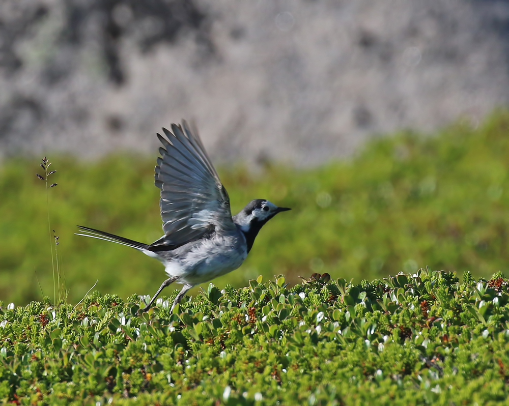White Wagtail (White-faced)