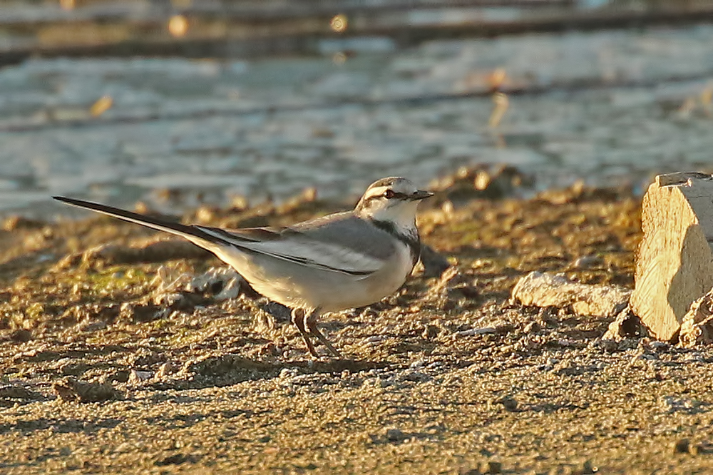 White Wagtail (Black-backed)
