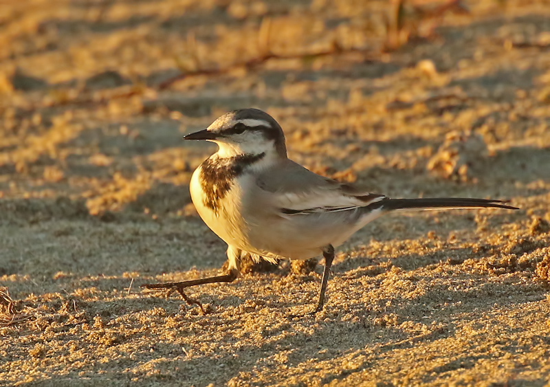 White Wagtail (Black-backed)