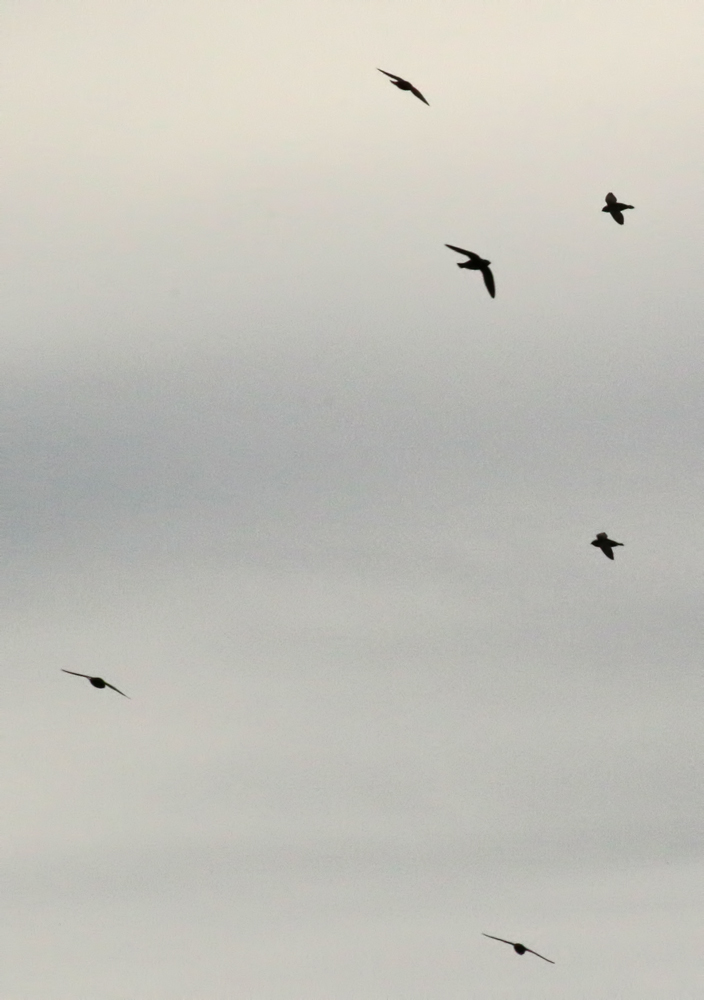 White-naped Swift