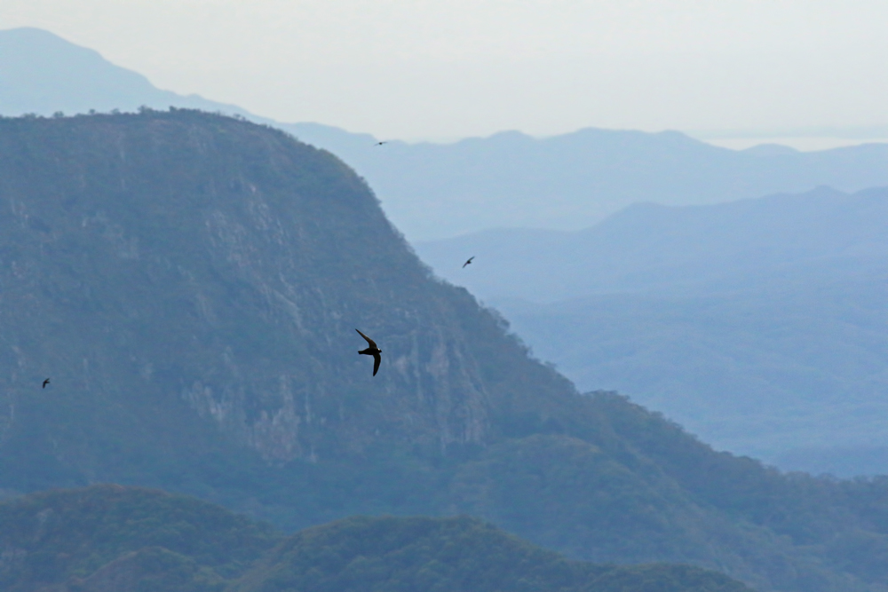 White-naped Swift