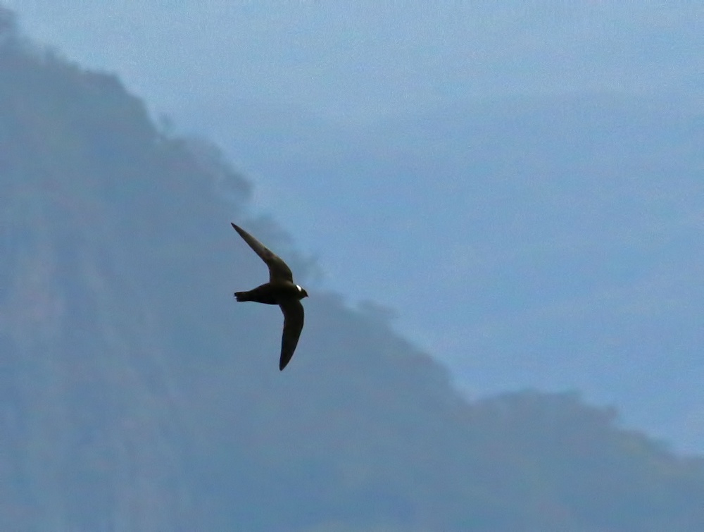 White-naped Swift