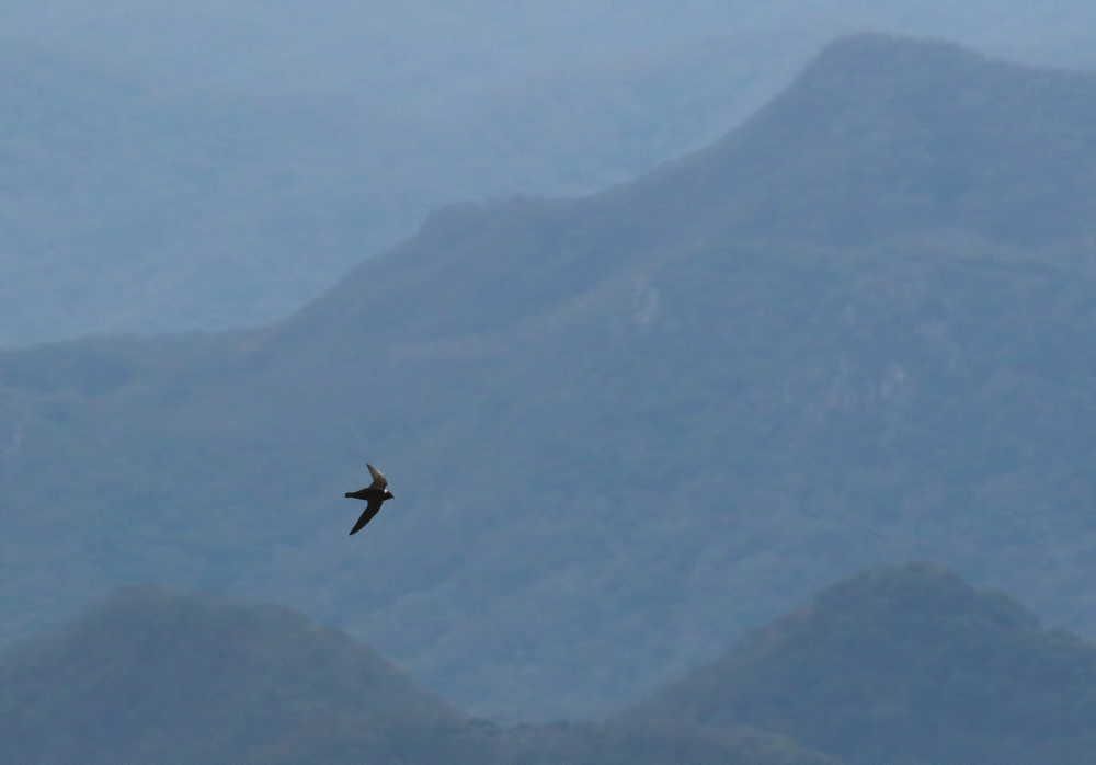 White-naped Swift