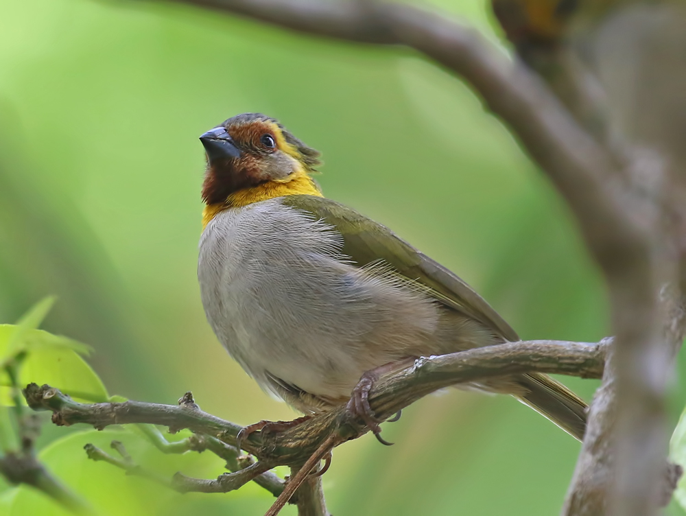 Cuban Grassquit