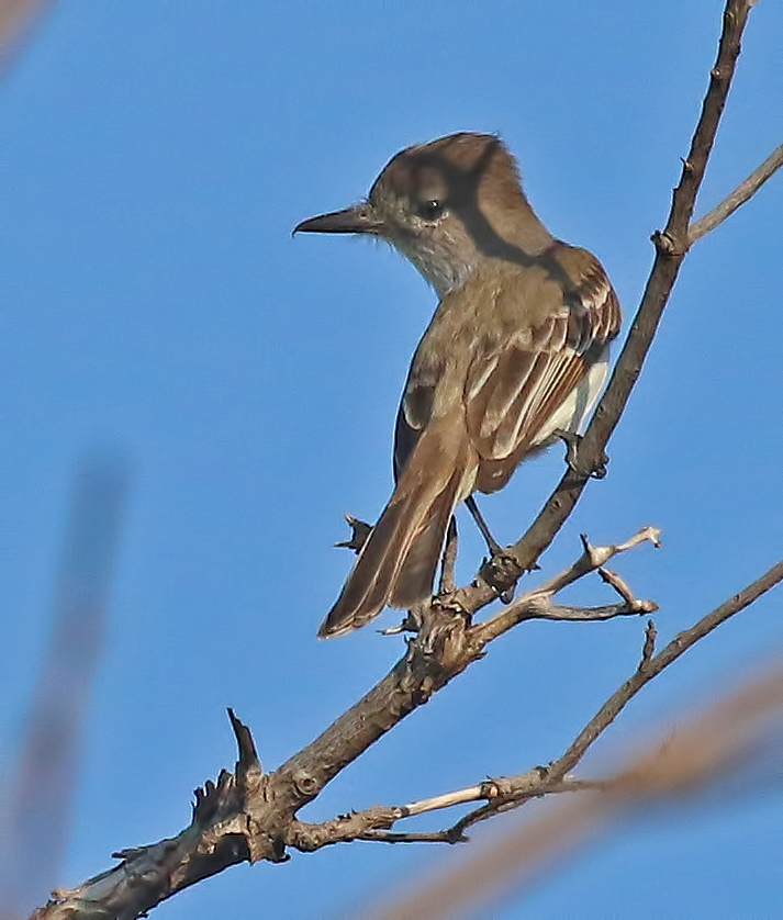 La Sagras Flycatcher