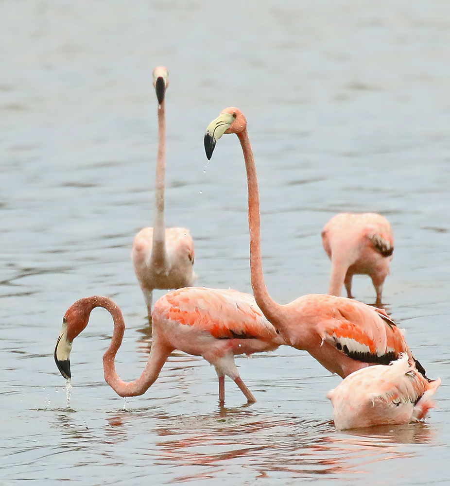 American Flamingo