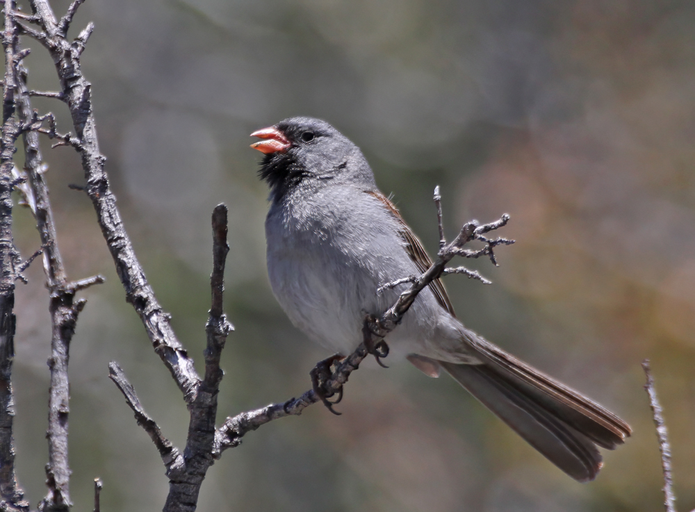 Black-chinned Sparrow