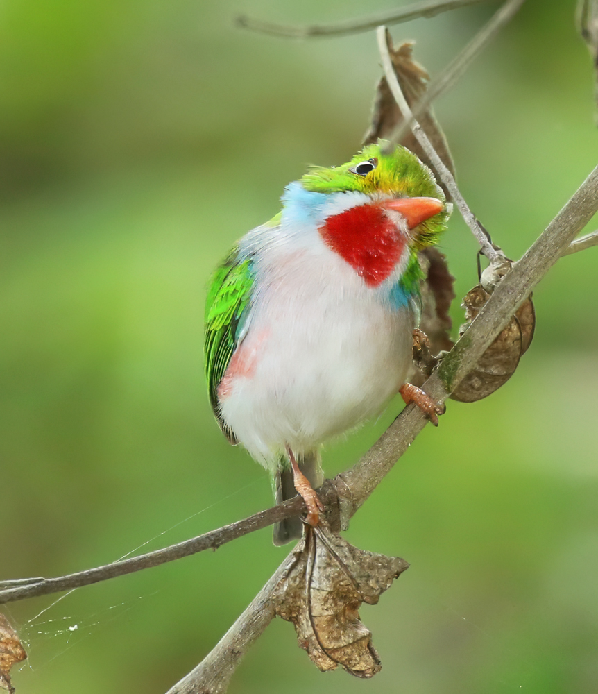 Cuban Tody