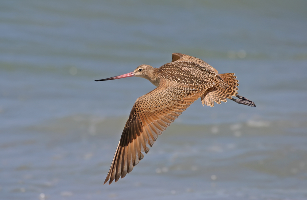 Marbled Godwit