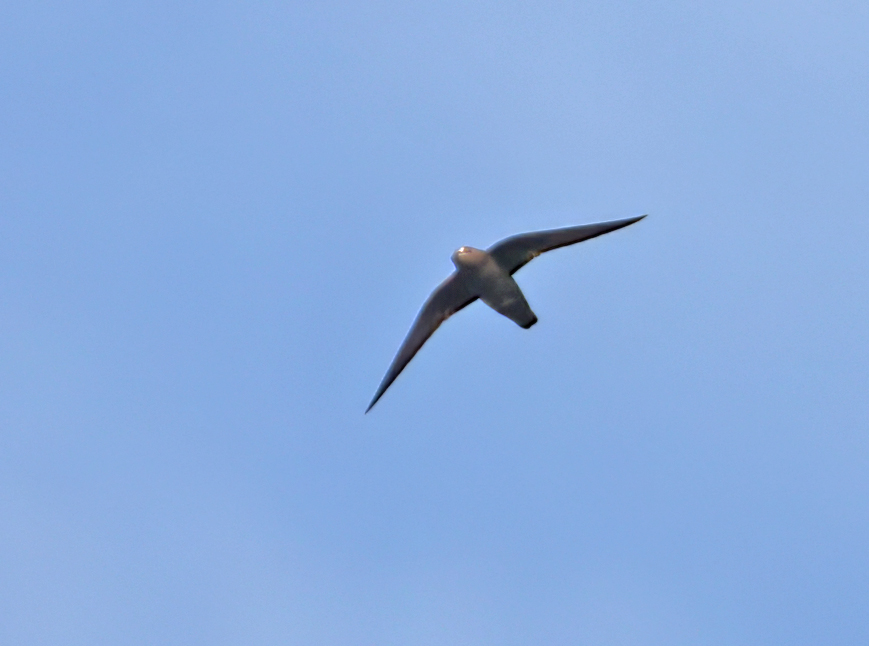 Black Swift