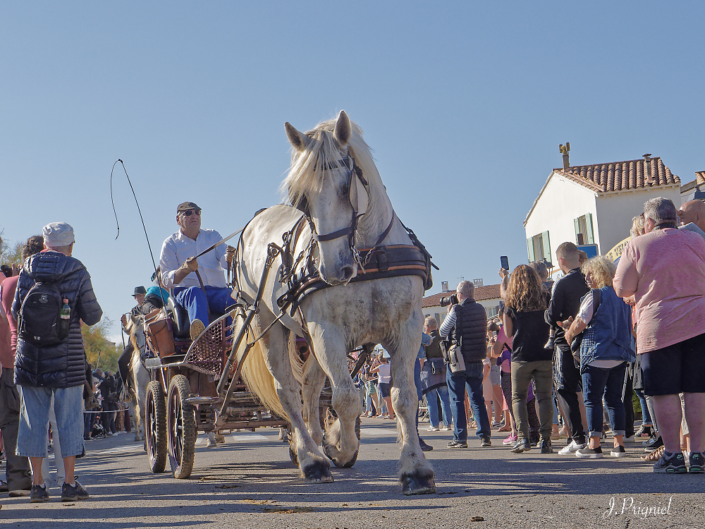 Camargue 2022