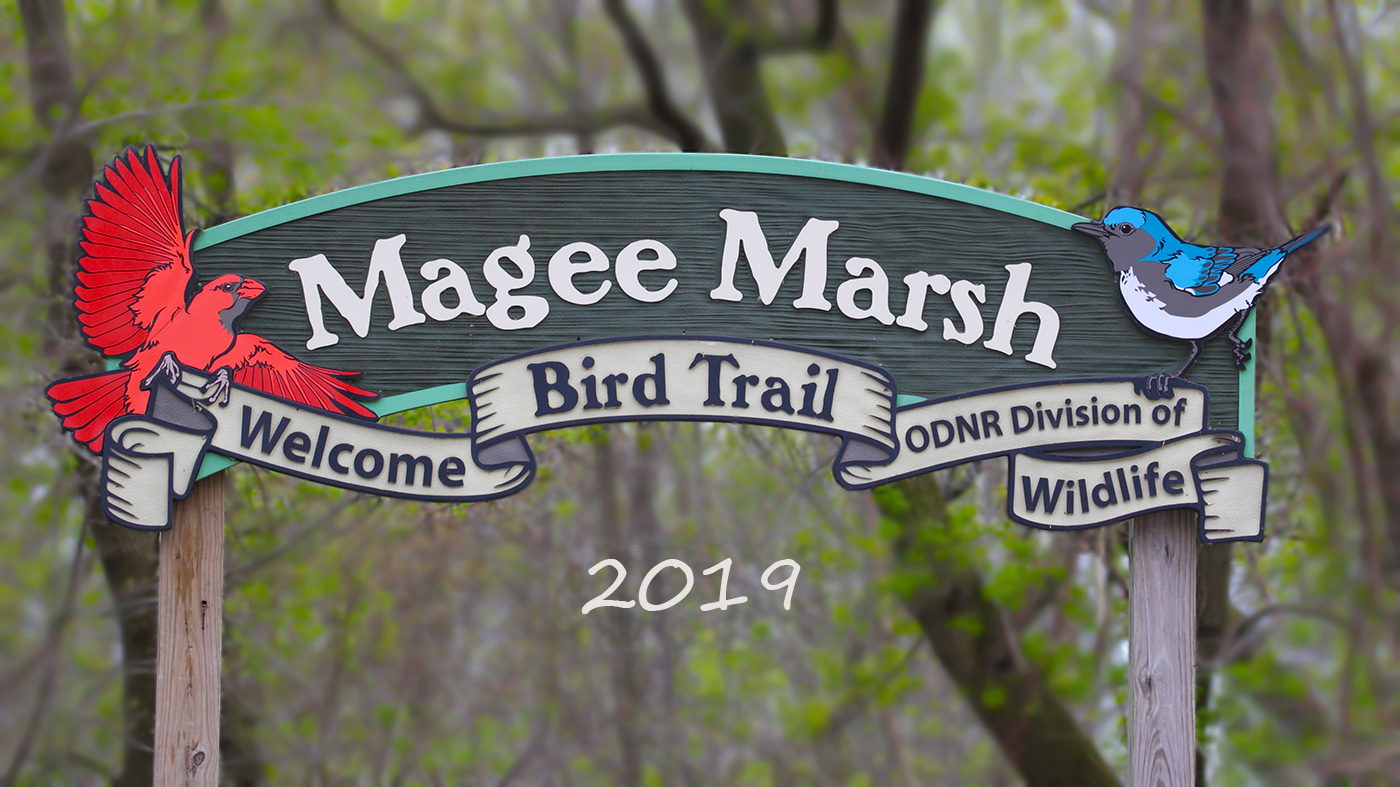 Magee Marsh-Ohio-2019