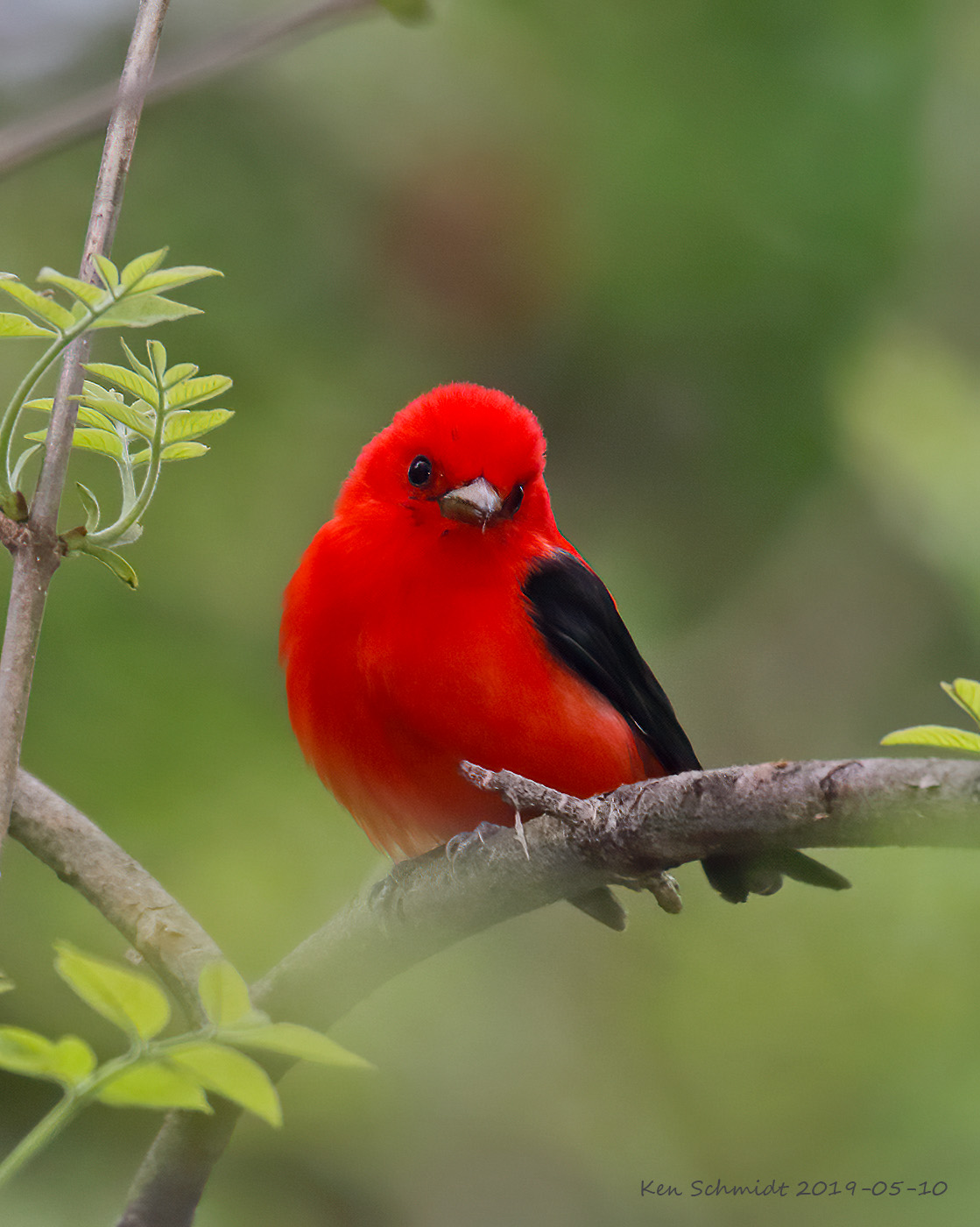 Scarlet Tanager