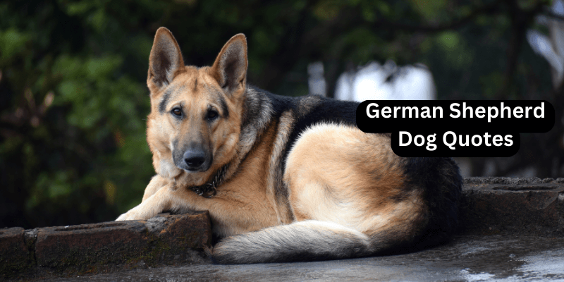 German Shepherd Dog Quotes.png