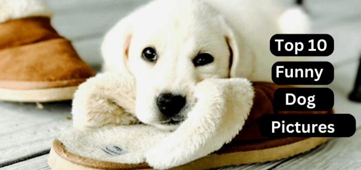 Top 10 Funny Dog Pictures