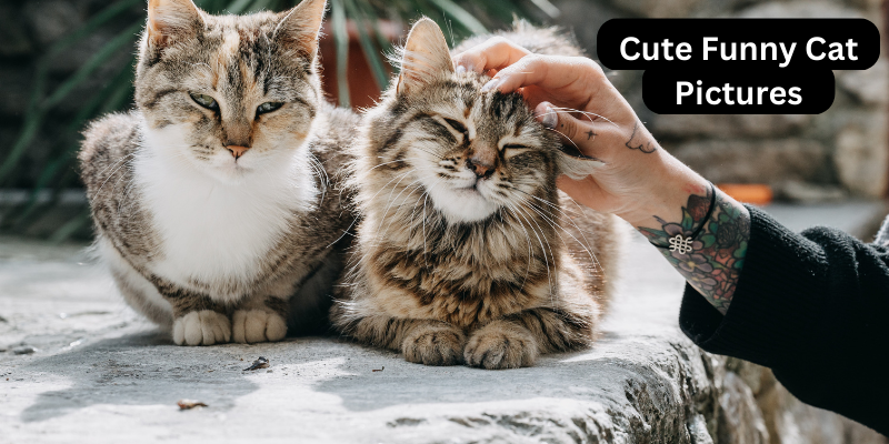 Top 10 Cute Funny Cat Pictures	