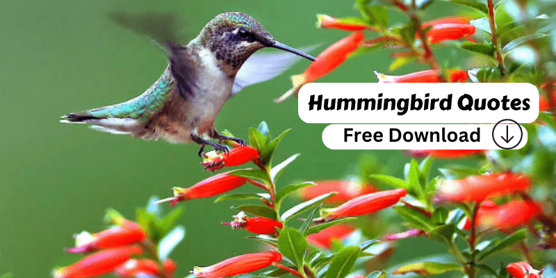 Free Download: Top 10 Hummingbird Quotes
