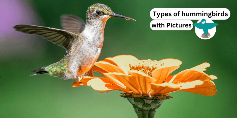Types of Hummingbirds with Pictures 