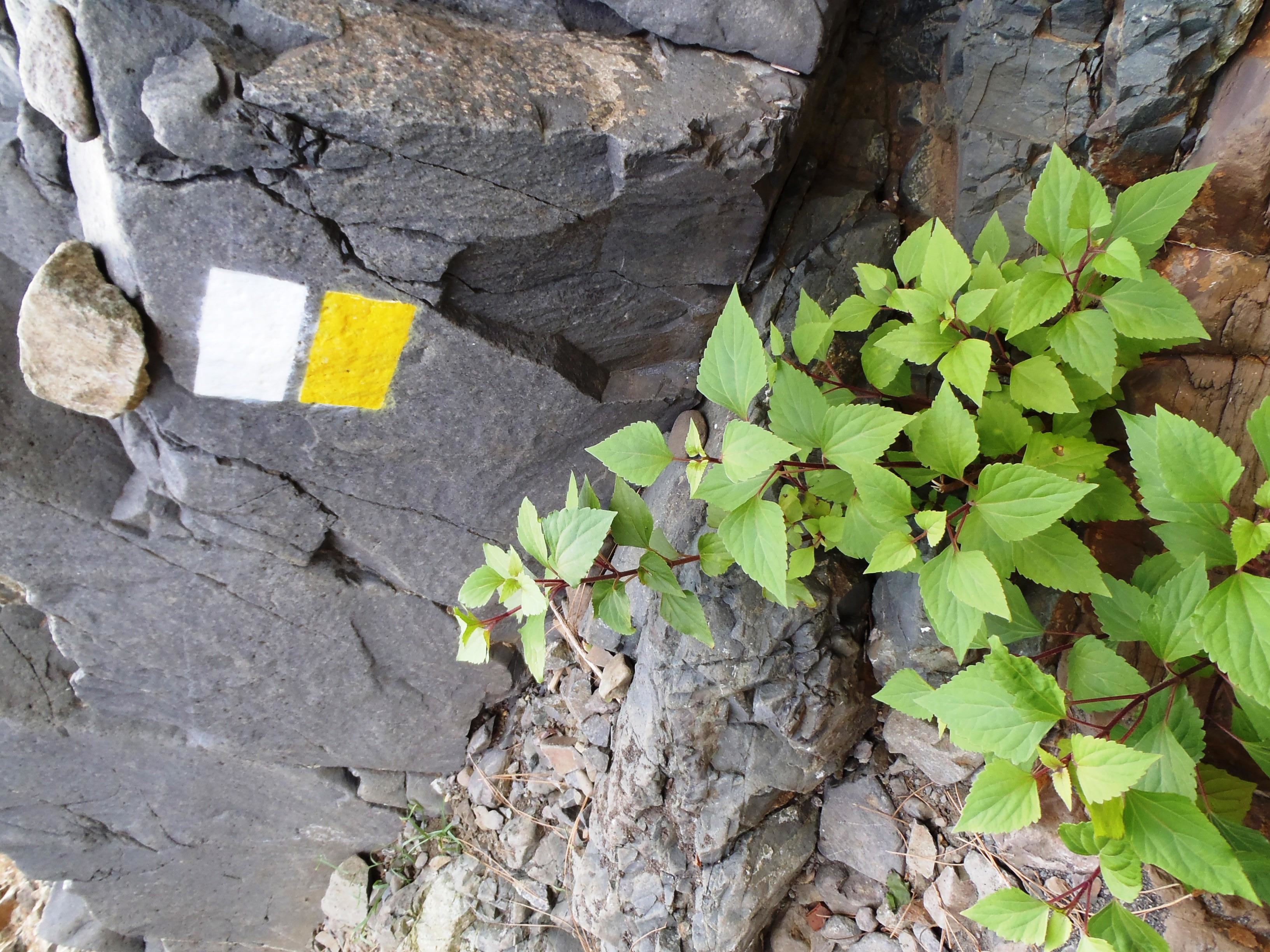 Trailmarker