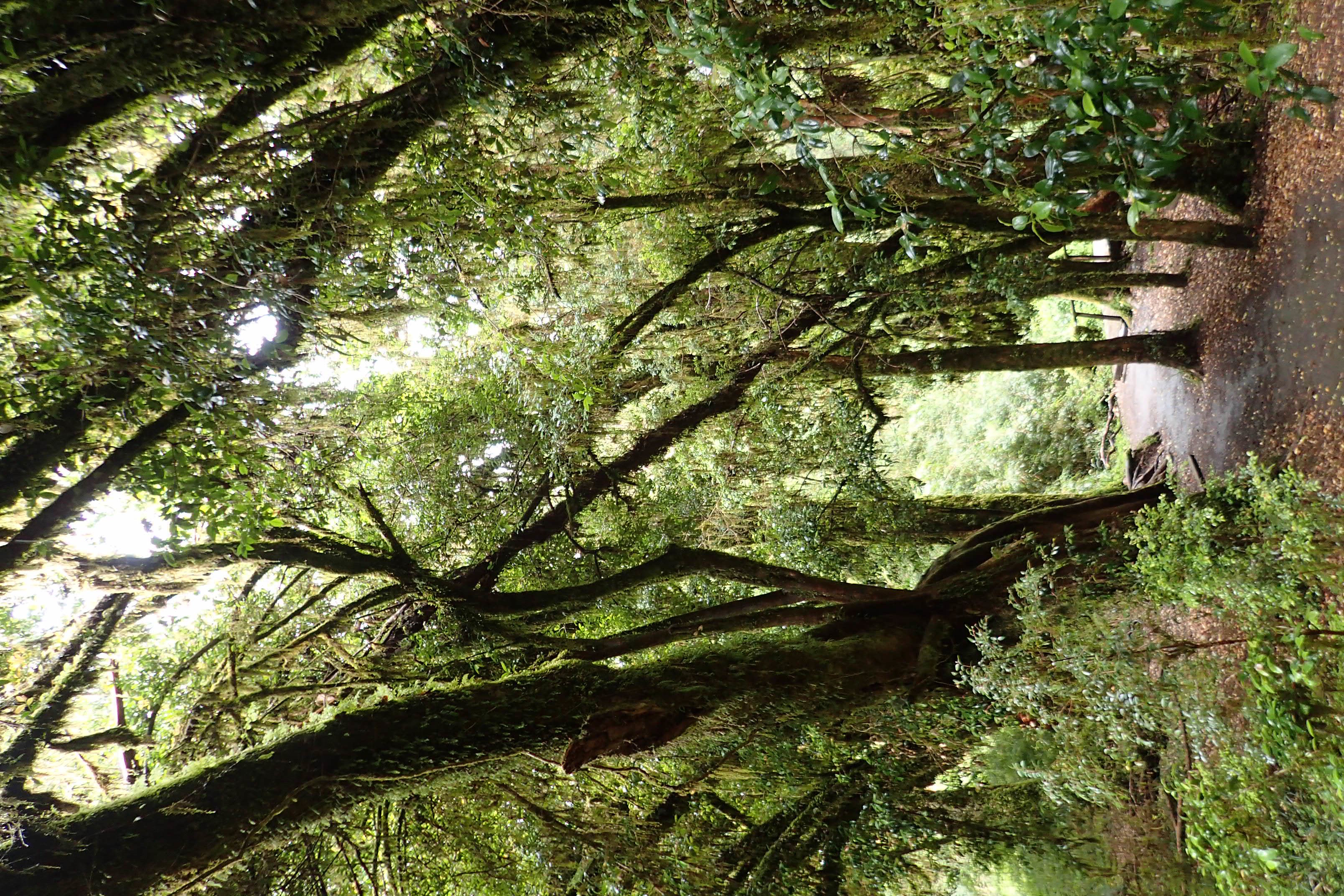 Forest path