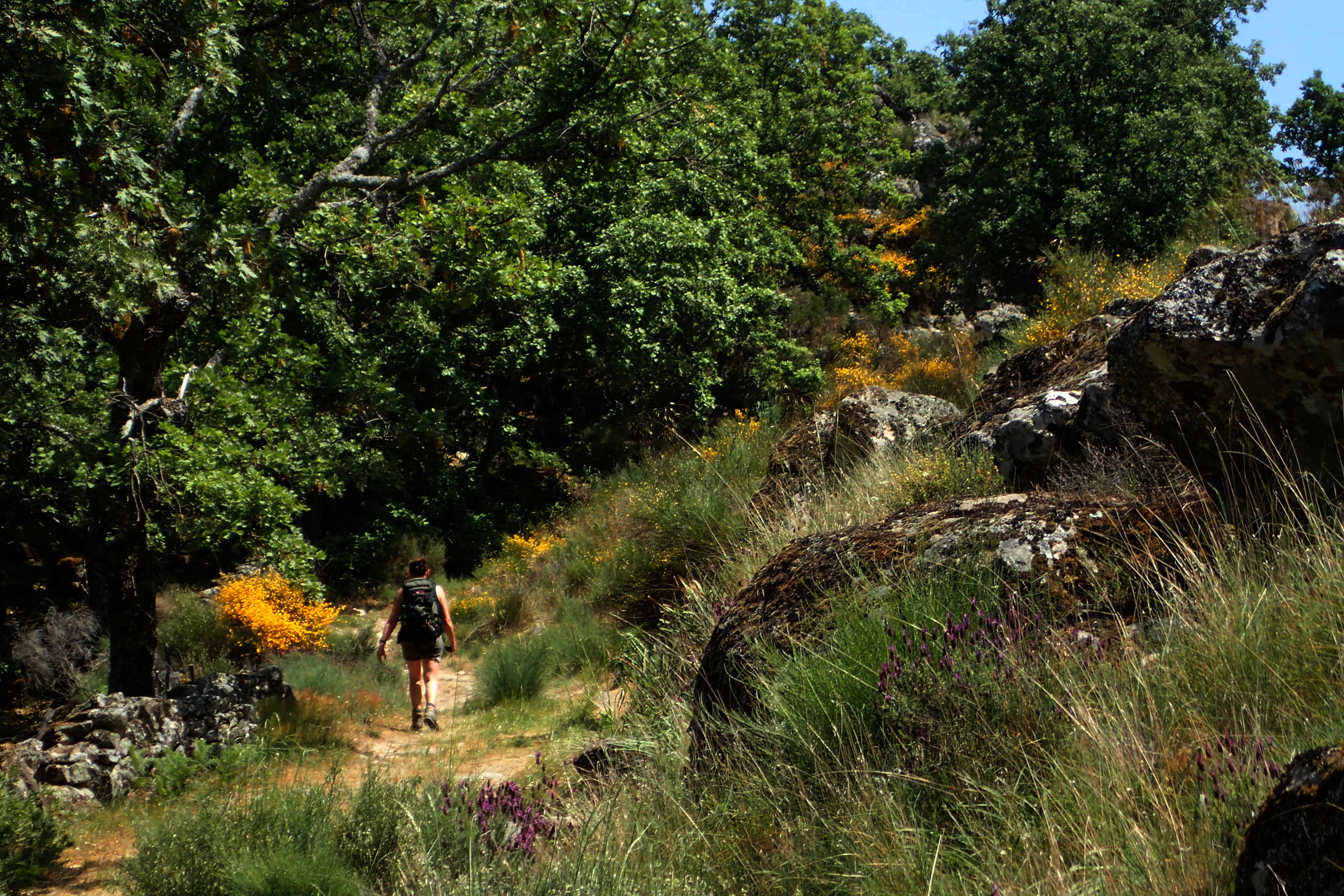 Overgrown path