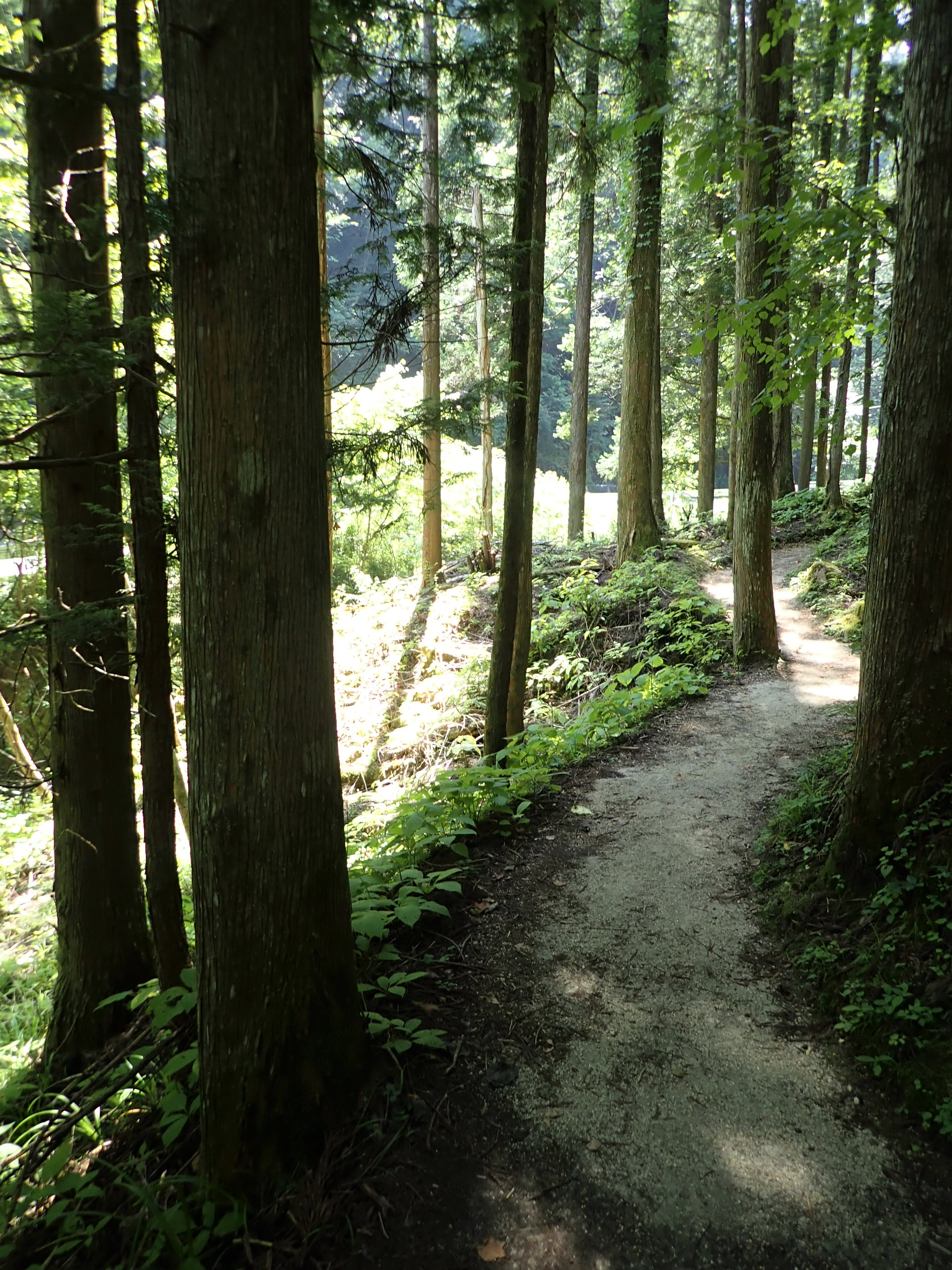 Forest path