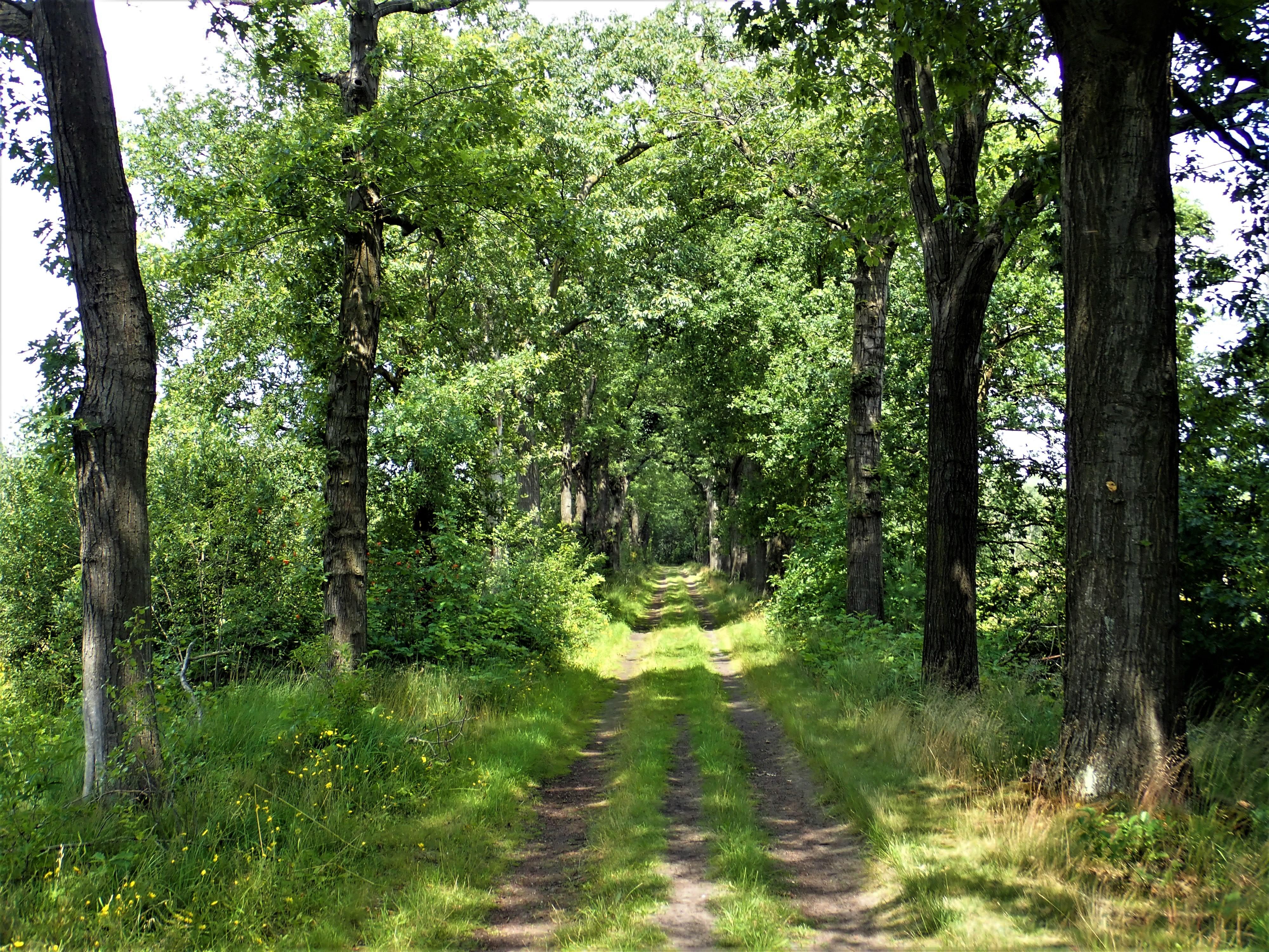 Stage 4: Cart track