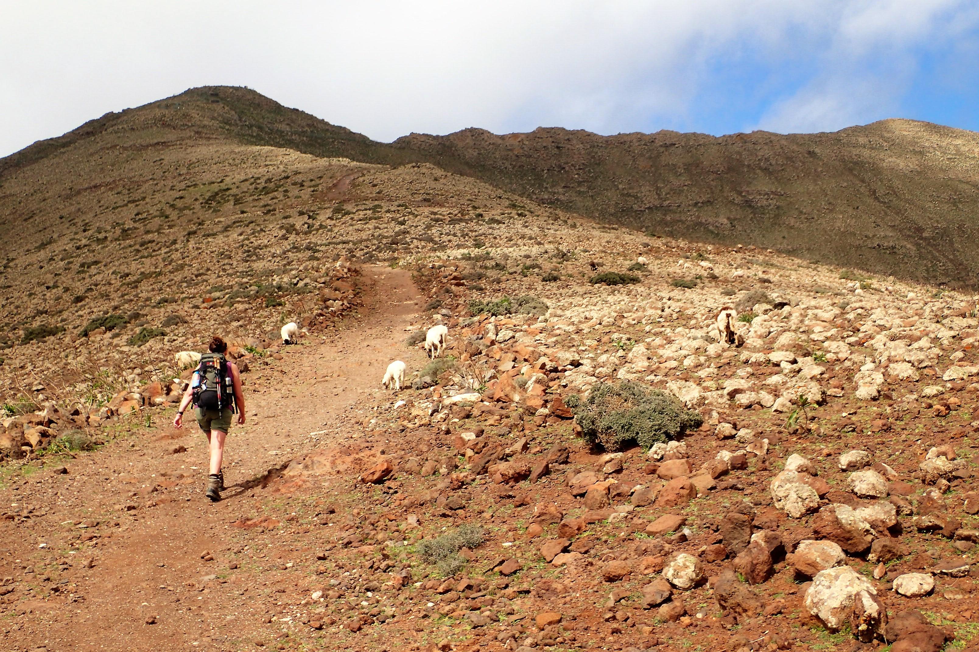 Sheep on the trail