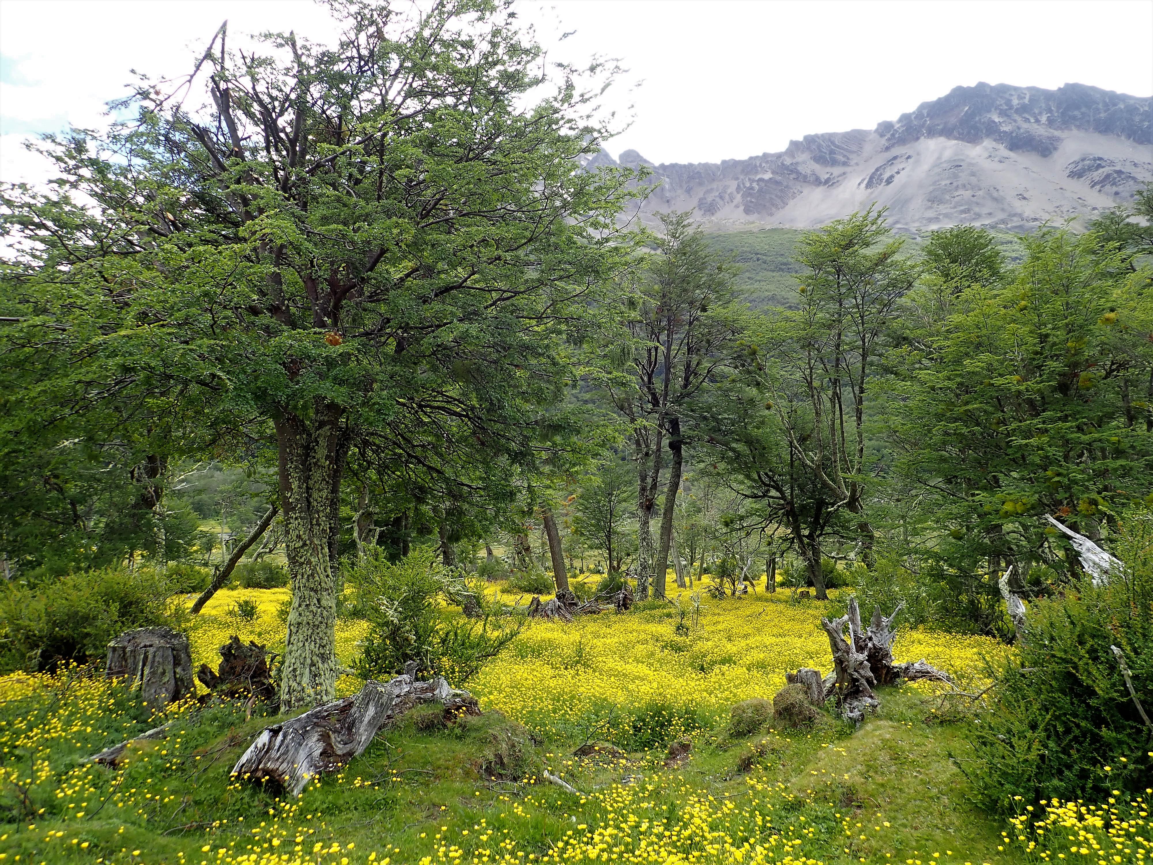 Trees and buttercups
