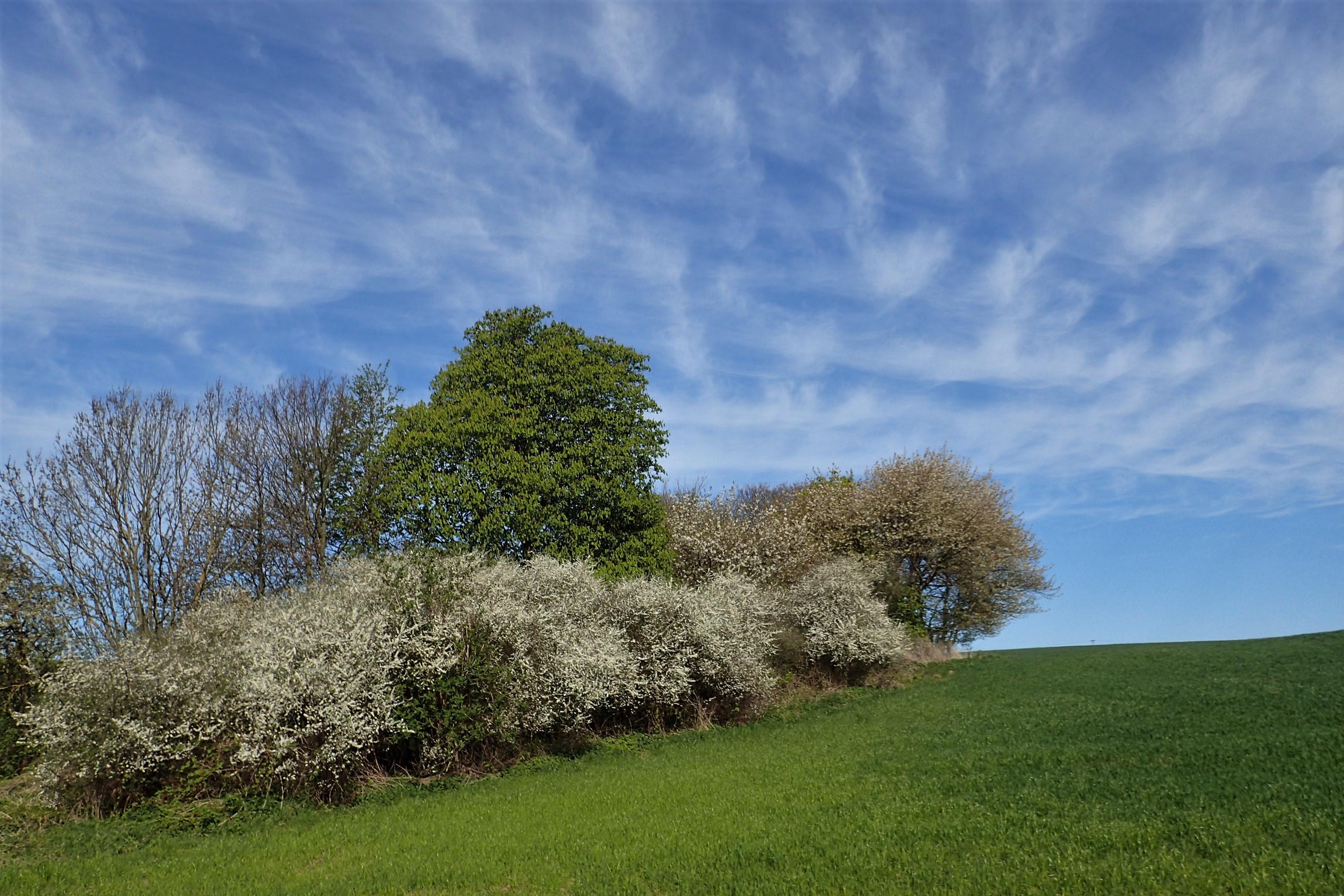 Mixed trees