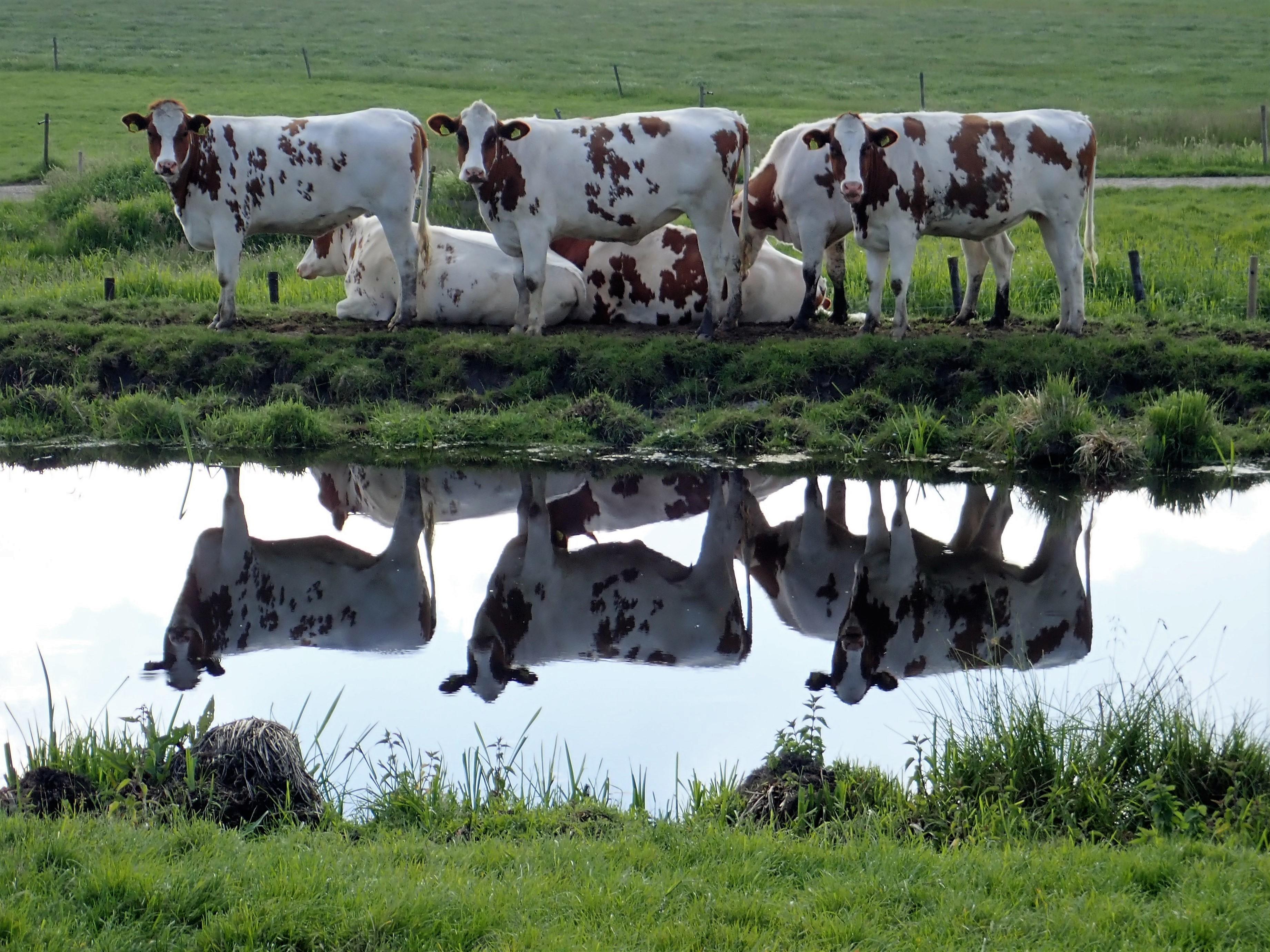 Stage 3: Cows