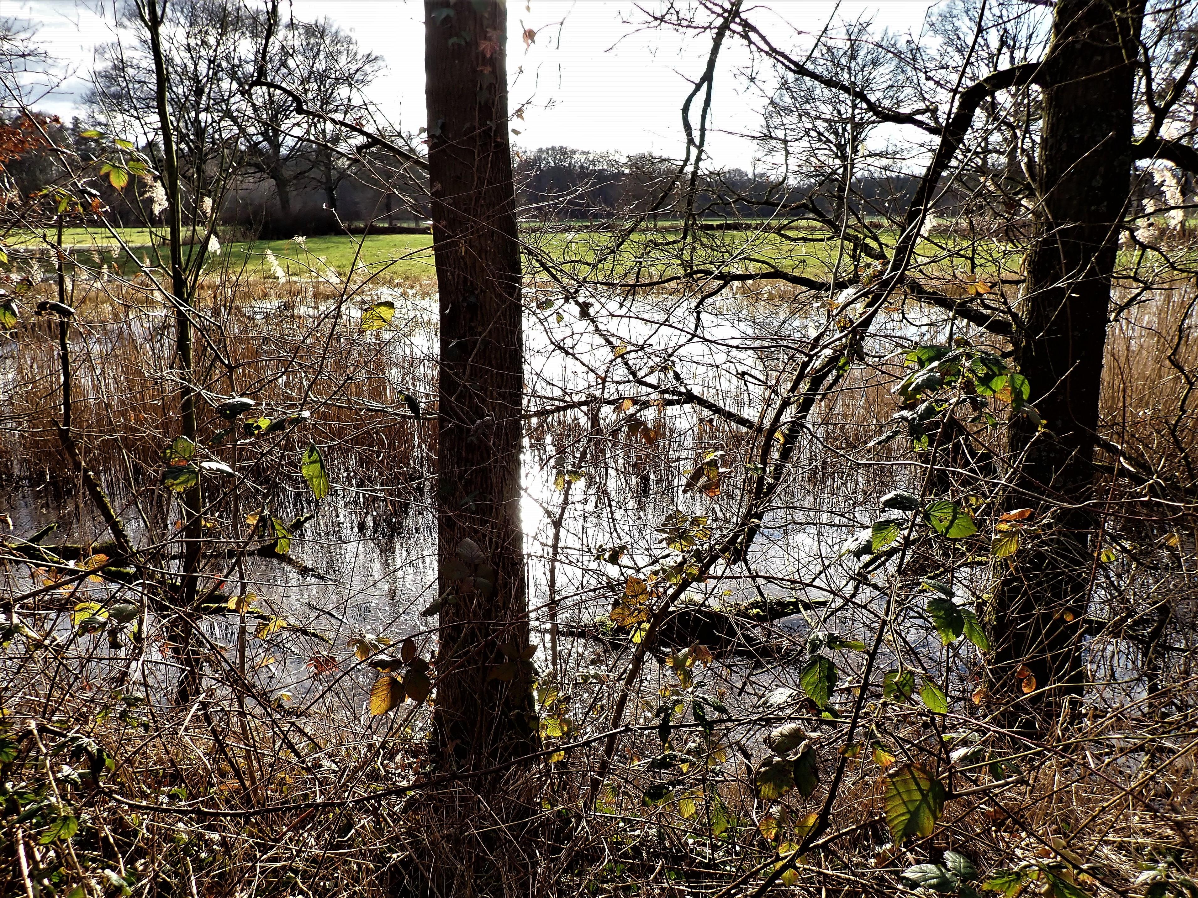 Stage 10: Flooded grasslands