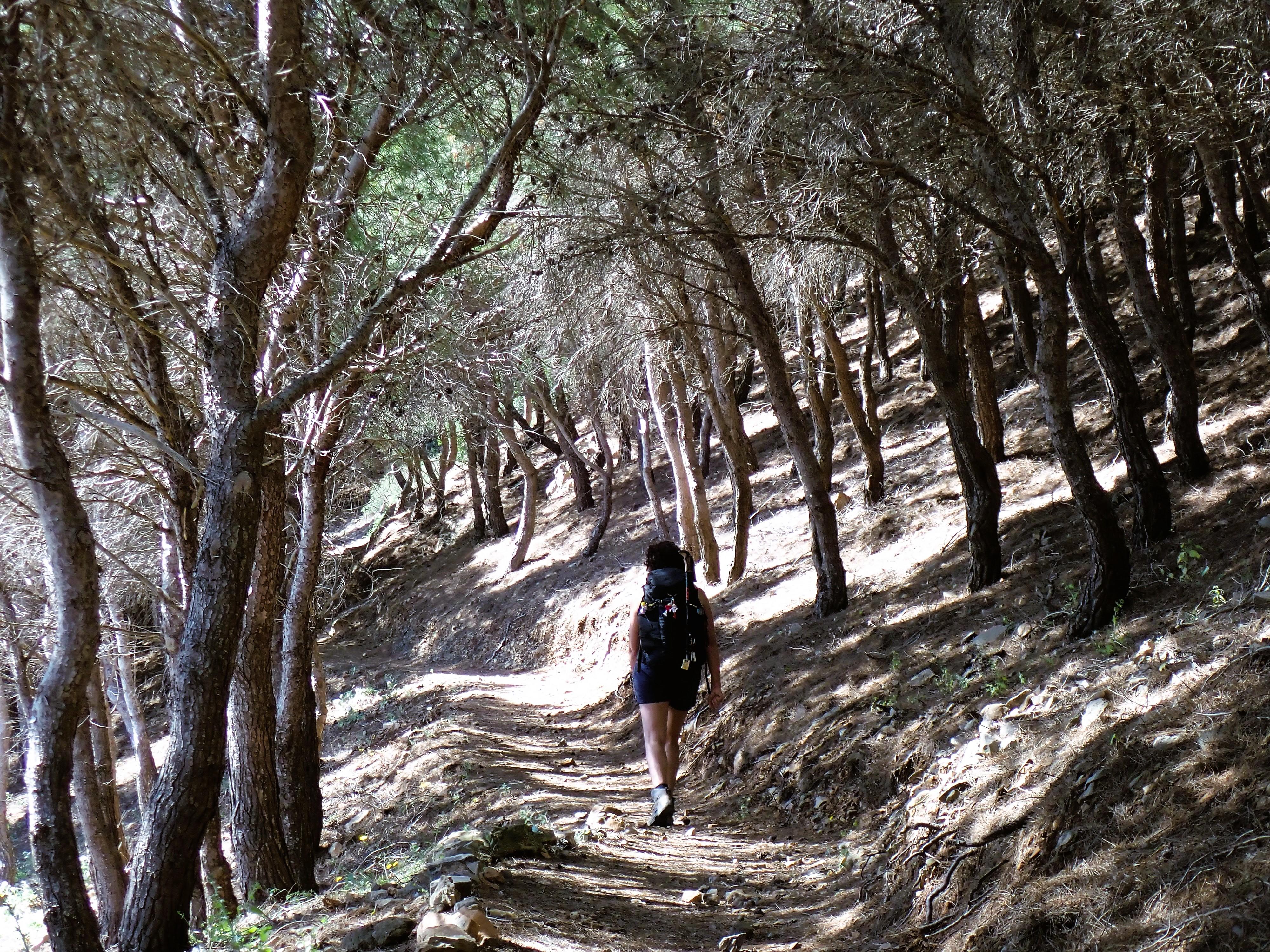 Through the woods