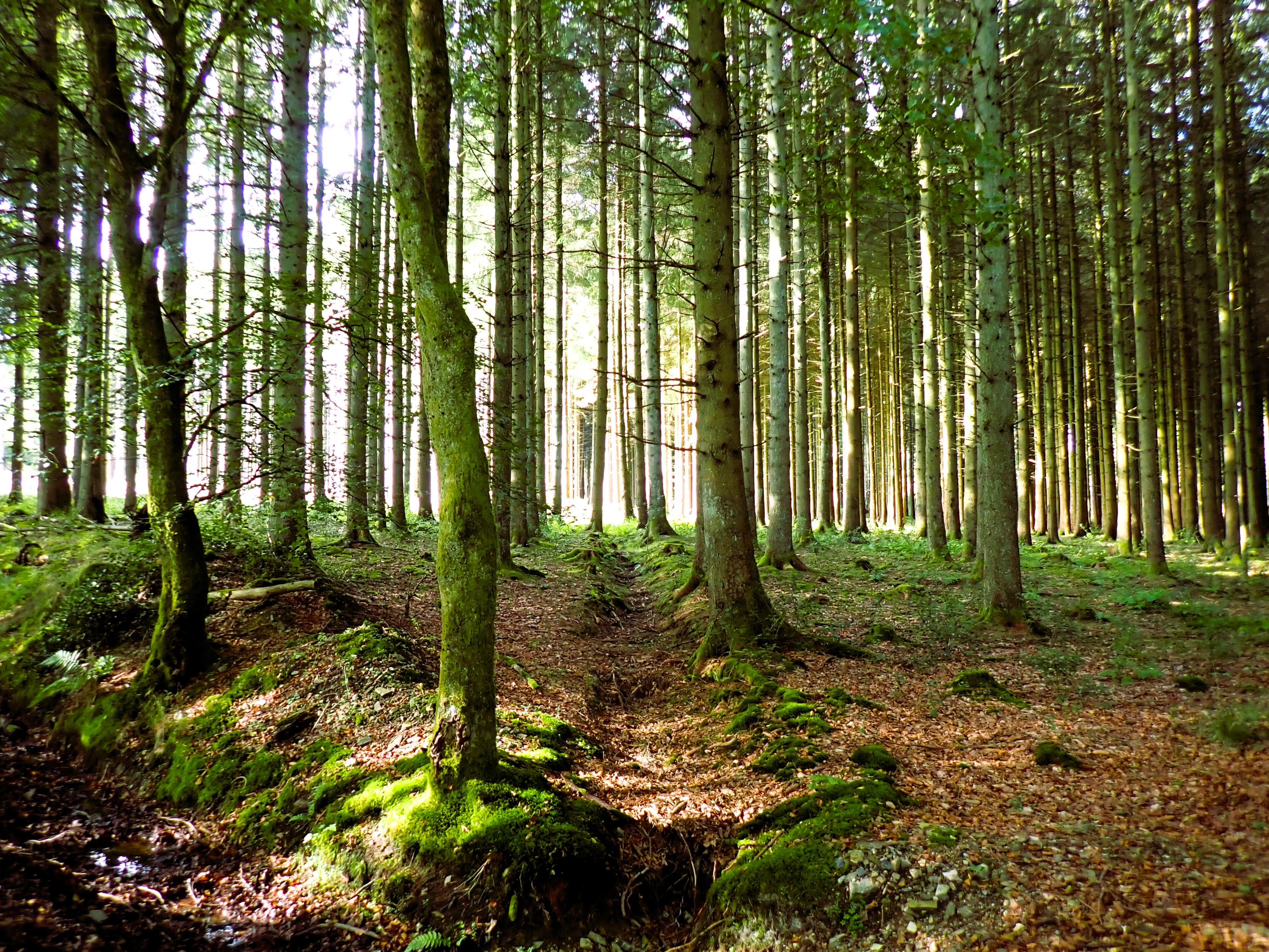 Stage 2: Trees