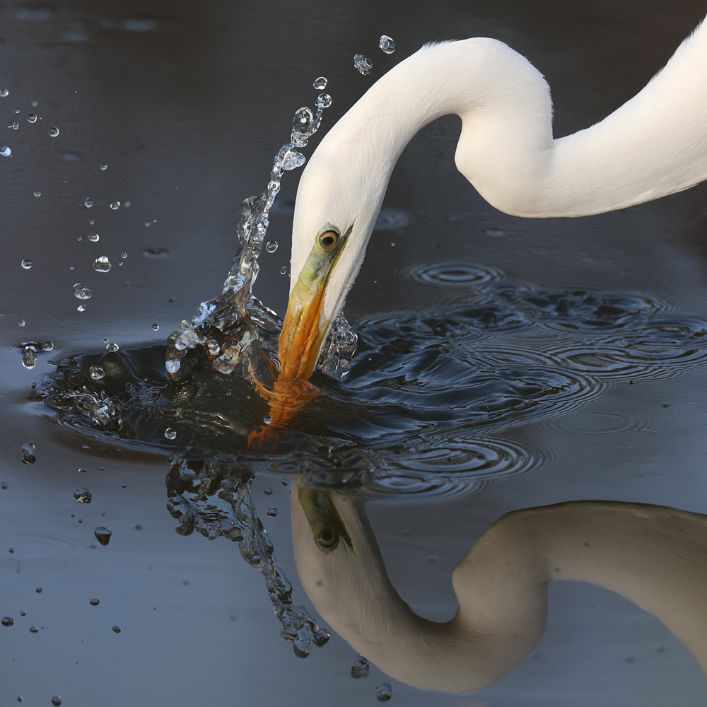 Great White Heron