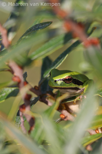 European tree frog <BR>(Hyla arborea)