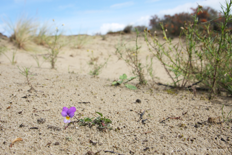 Dune pansy <BR>(Viola curtisii)