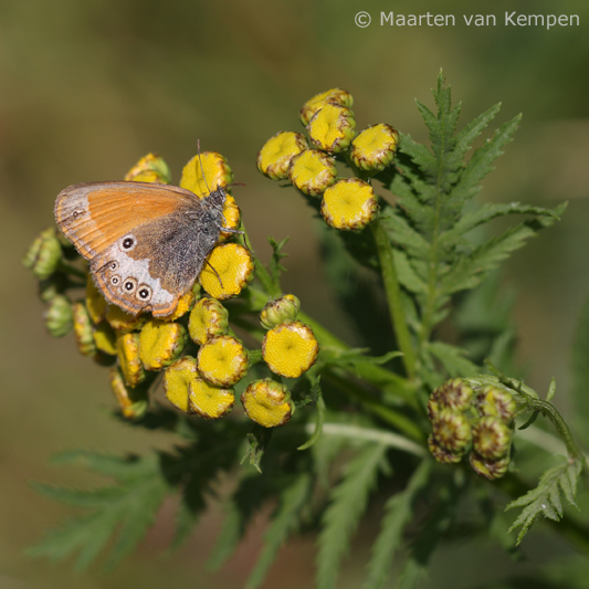 Pearly heath <BR>(Coenonympha arcania)