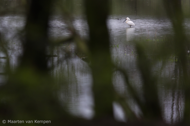 Eurasian spoonbill <BR>(Platalea leucorodia)