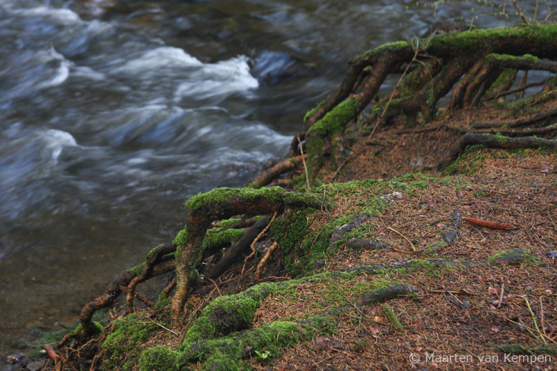 Tree roots