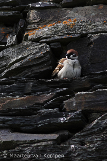 Ring sparrow <BR>(Passer montanus)