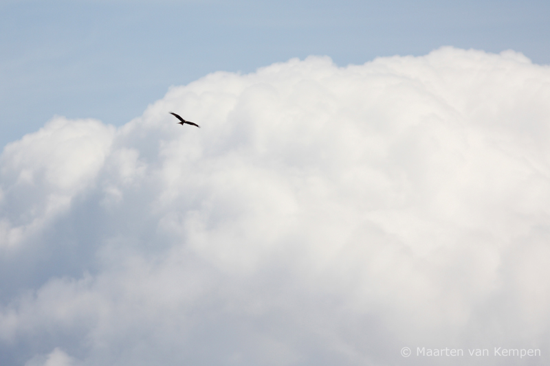Red kite <BR>(Milvus milvus)