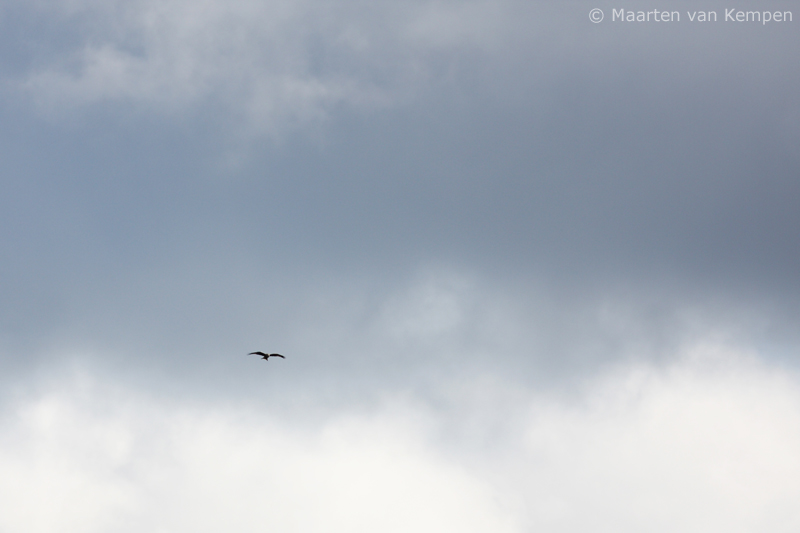 Red kite <BR>(Milvus milvus)